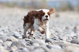 CAVALIER KING CHARLES 237